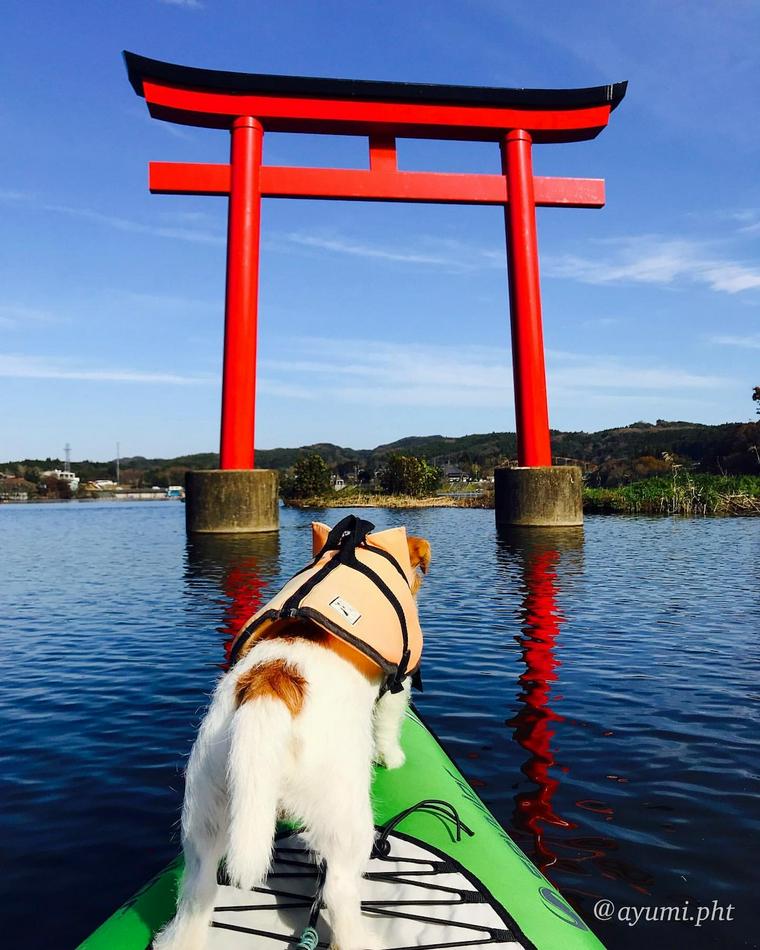 犬とカヤック